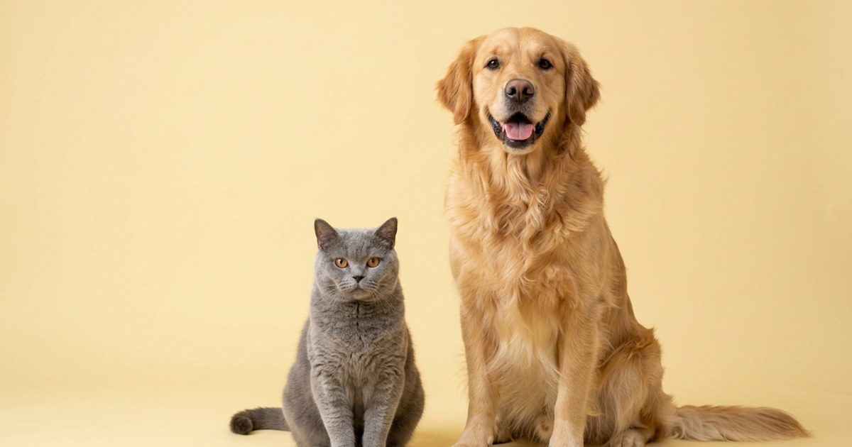 A cat and dog sitting together